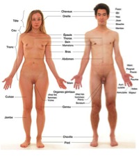 Anatomie cabalistique